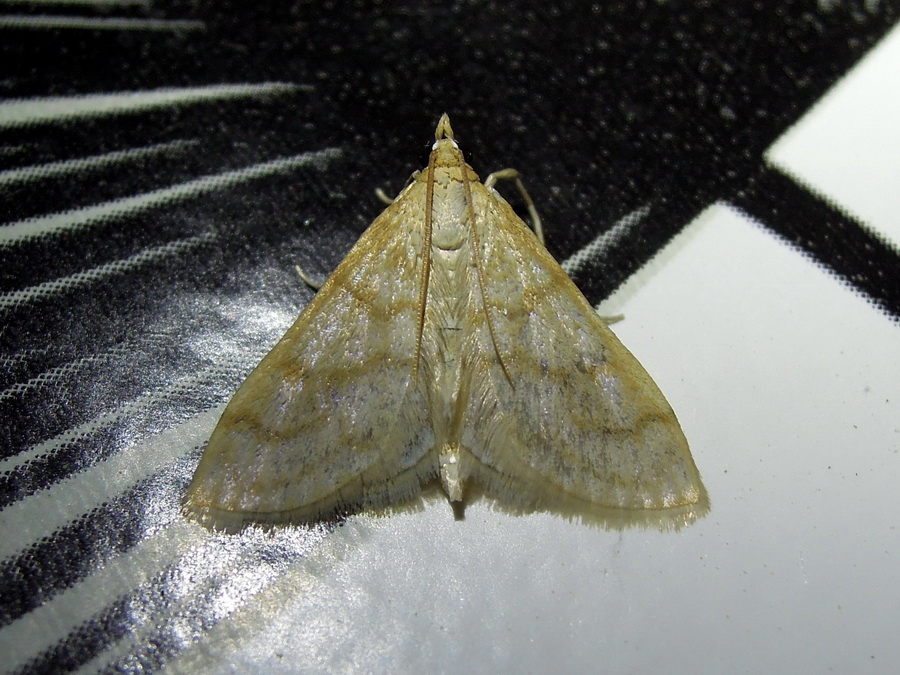 Paracorsia repandalis (Crambidae) ?  S !